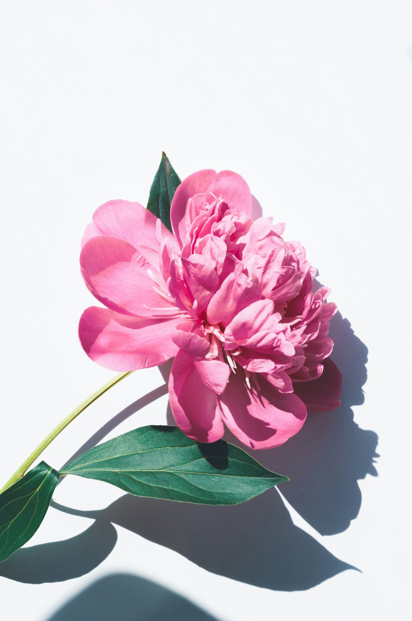 Flor rosa sobre fondo blanco