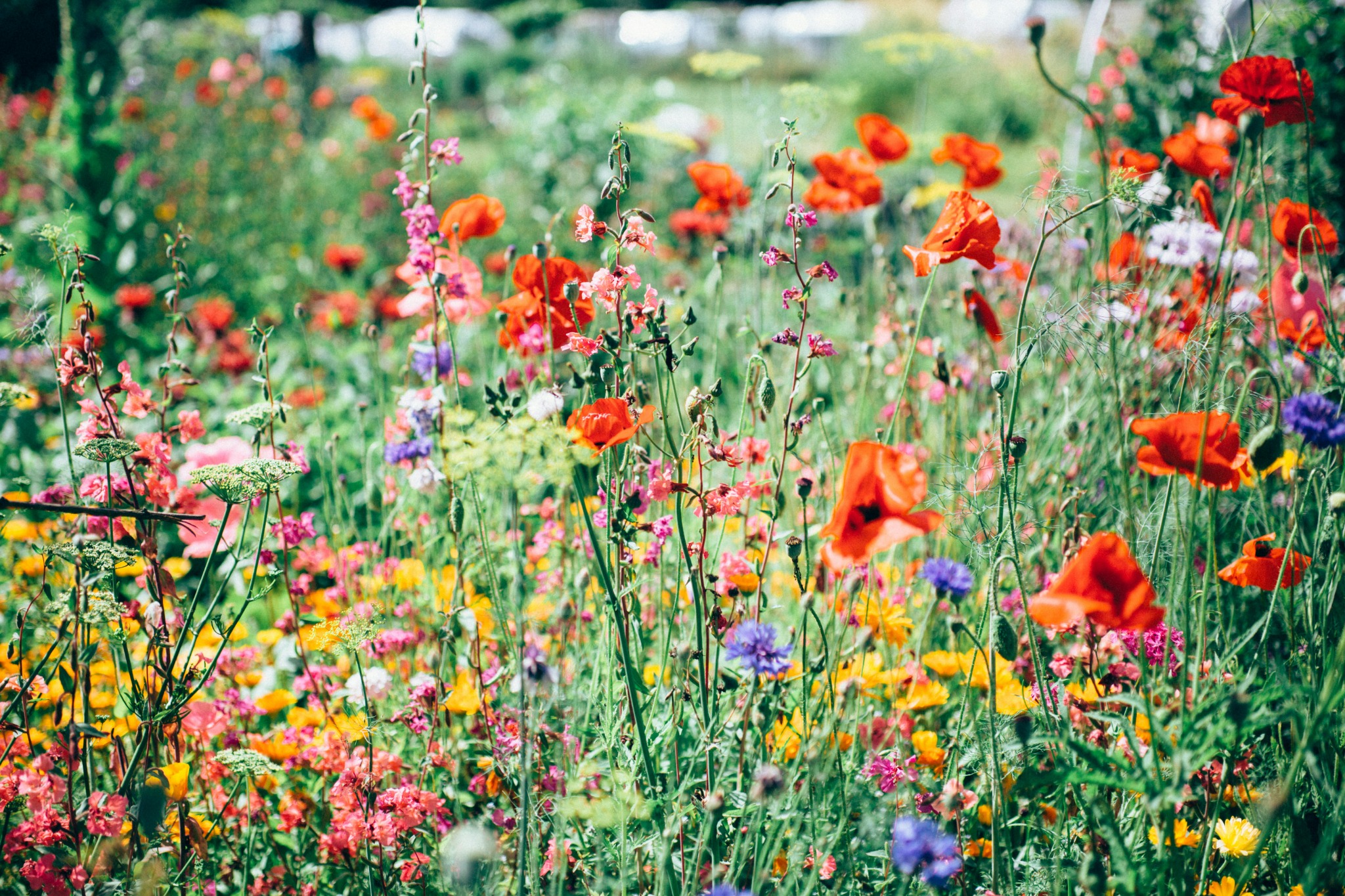 Campo lleno de flores silvestres